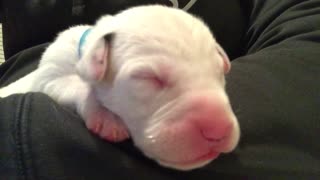 5-day-old Dalmatian puppy caught dreaming