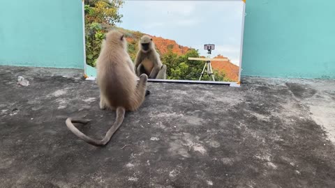 Monkey Funny mirror prank