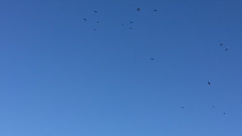 Vulture invasion!