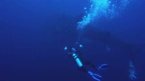 Scuba diver scrambles to avoid whale shark's approaching tail