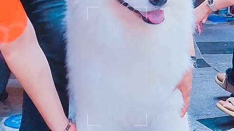 White Samoyed super and friendly dog 🐕🐶