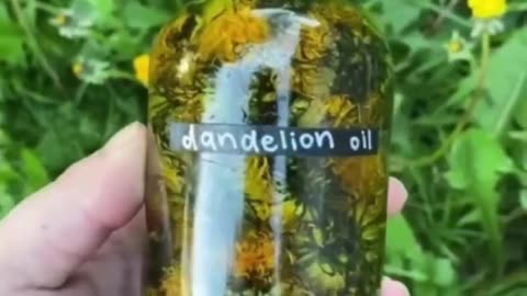 How to make dandelion oil and why you need it