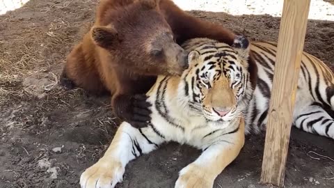 Bear Grooms His Best Friend