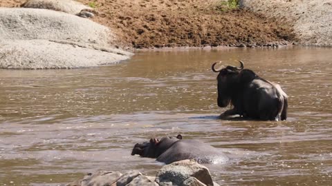 WOW! Hippo help - Wildebeest helped across the Mara River,