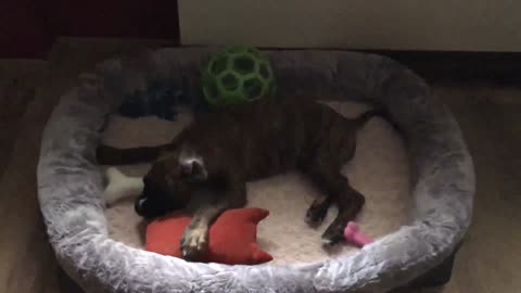 The dog plays on the bed