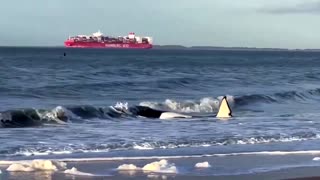 Orca dies after becoming stranded on Dutch beach