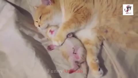 Mama cat play with kitten