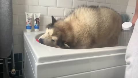Giant Sulking Dog Hates Bath Time But Baby Helps Him (Cutest Duo EVER!!)-12