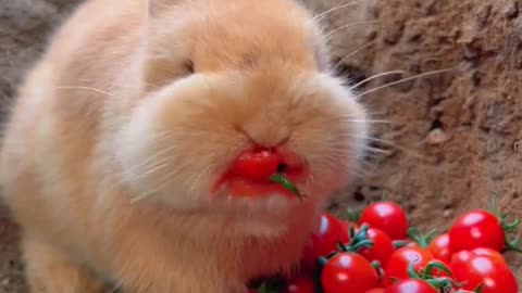#cute #rabbit #pet