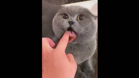 Funniest Dogs And Cats Videos - Best Funny Animal Videos 2022 😂#rumble #foryou