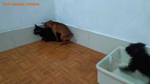 Dog trying to mate with pussy cat