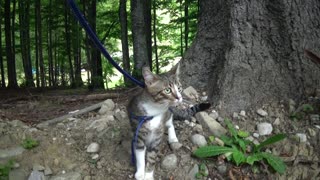 Cute Kitten Discovers the Forest