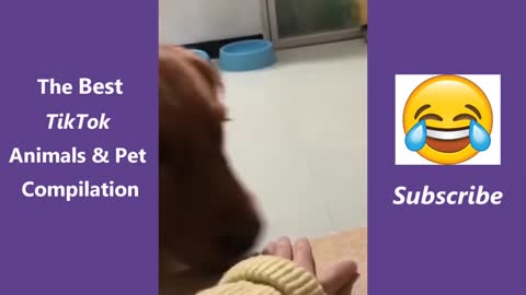 The Best TikTok Animals & Pet Compilation