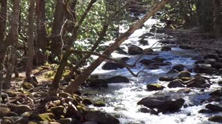 Great Smoky Mountain River 14