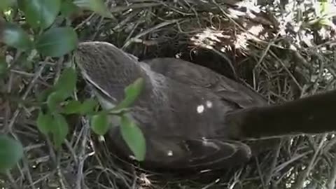 Bird The hawk's nest is disturbed by its angry parent