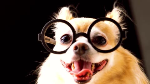 This pup loves wearing his glasses | GMA