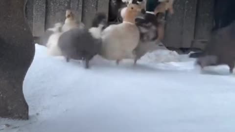 They sure love the snow!❄️😍