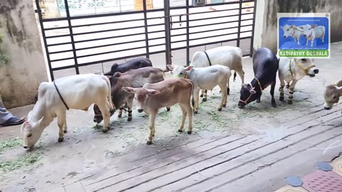Adorable Mini Cows Visit Our House | They are the Cutest 🥰 |