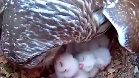 Owl Feeding Her Babies #shorts #viral #shortsvideo #video