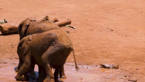 Two baby elephants playing in the mud