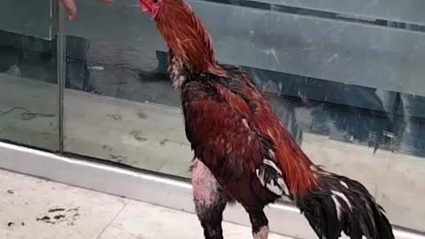 Pet Rooster Video By Kingdom Of Awais