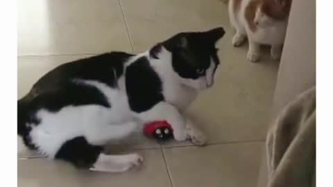 Cute cat Dancing