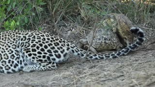 ~Turtles Gang Stalking Leopard~