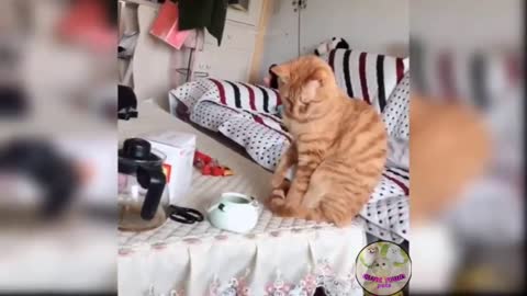 Funny And Cute Cat'S Life (Part 2) Cats And Owners Are The Best Friends Videos