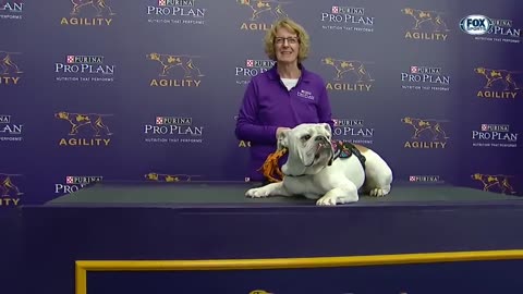 Watch Rudy the Bulldog crush the 2019 WKC Masters Agility course at FOX SPORTS!