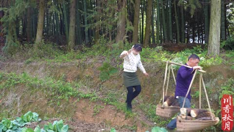 Dig bamboo shoots