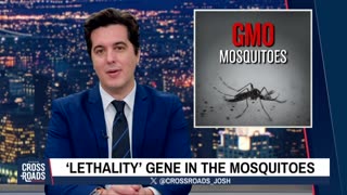 Mosquitoes That Have Been Genetically Modified to Spread Vaccines
