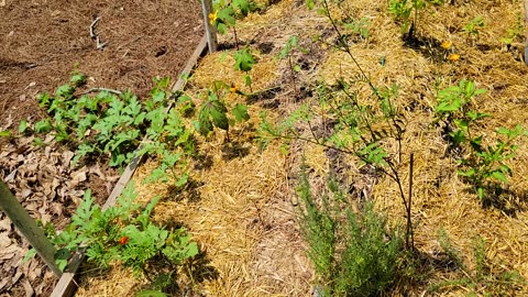 Martian Permaculture Watermelon Hugelkultur Mound