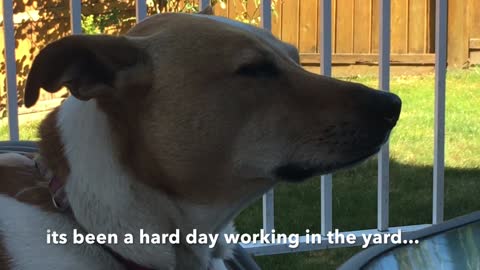 Dog Struggles To Stay Awake While Relaxing On A Deck Chair