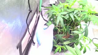 Feminized Seed Run #1 _ Episode #2 _ I got PPE _ Small Updates