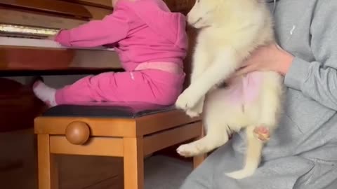 Husky Puppy & Baby Play Piano Together!