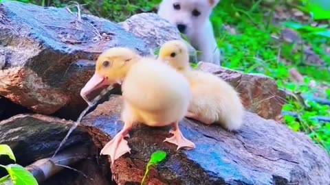 Adorable Puppy Meets Cute Ducks: A Heartwarming Tale of Friendship and Playtime!"