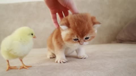 Kittens cute walk with a tiny chicken