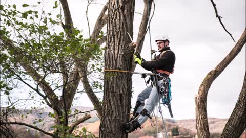 RTS Tree Contractor - (540) 208-3848