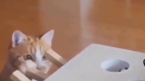 Funny cat 🐈 movement