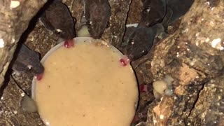 Geckos Share A Meal Together