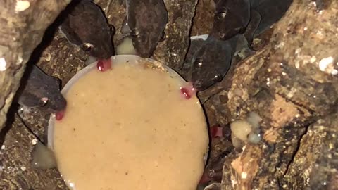 Geckos Share A Meal Together
