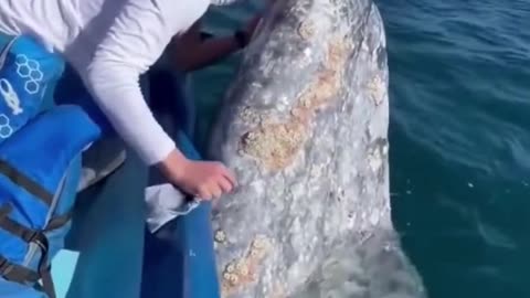 Whale kisses boat passengers