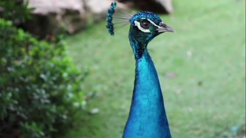 Squawking Peacock