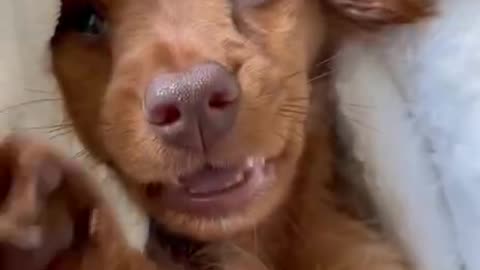 This cute dog video make your day