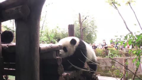 "War" between panda cubs and wet nurses