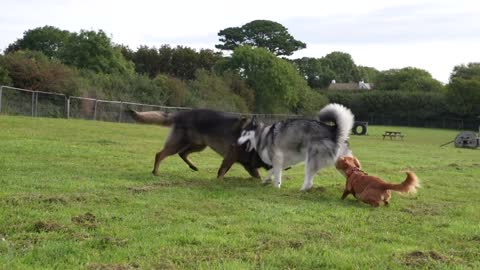 Husky Wrestles Shepherd While Puppy Referees!