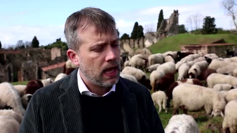 Sheep take over Pompeii to tackle unruly grass(1)