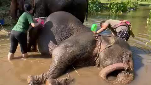Poor elephant trying to get up