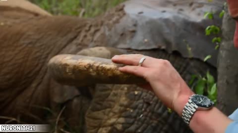 Saving an Elephant from a Deadly Snare