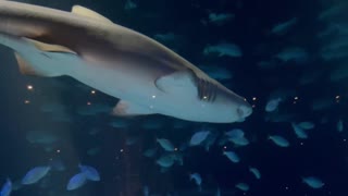 Sharks, fish